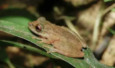 Ololygon reforça alerta ambiental após descoberta de nova perereca no Cerrado mineiro