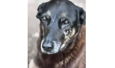 Polícia pede apreensão de passaporte em caso do cão Orelha