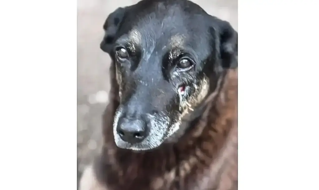 Maus-tratos: PM depõe por morte de cachorro comunitário em São Paulo