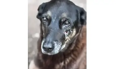 Maus-tratos: PM depõe por morte de cachorro comunitário em São Paulo