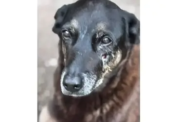 Maus-tratos: PM depõe por morte de cachorro comunitário em São Paulo