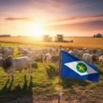 VBP em Mato Grosso: Como o estado se mantém no topo desde o recorde sobre São Paulo