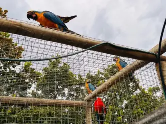 Foto de Araras Azuis retirada pela equipe da SEMA