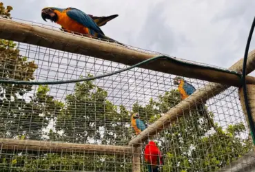 Foto de Araras Azuis retirada pela equipe da SEMA