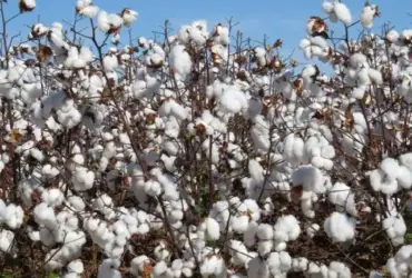 Algodão mantém preços estáveis no Brasil, mesmo com projeção de safra menor