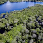 Governo abre edital para combater o desmatamento na Amazônia