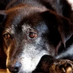 Rio cria núcleo para reforçar a proteção de Animais