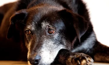 Rio cria núcleo para reforçar a proteção de Animais