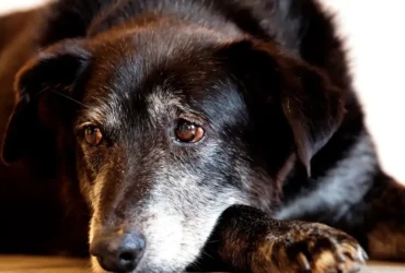 Rio cria núcleo para reforçar a proteção de Animais