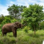 Santuário de Elefantes em Chapada dos Guimarães retoma licença