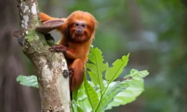 TV Brasil Exibe Série Rastro dos Bichos Sobre Animais em Extinção