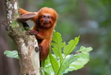 TV Brasil Exibe Série Rastro dos Bichos Sobre Animais em Extinção