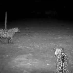 Surpresa no Pantanal: Flagrante inédito revela onças-pintadas vivendo em grupo e compartilhando recursos em MT