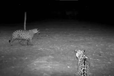 Registros sugerem que quatro animais estavam usando uma área de maneira coordenada e compartilhando recursos