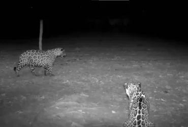 Registros sugerem que quatro animais estavam usando uma área de maneira coordenada e compartilhando recursos