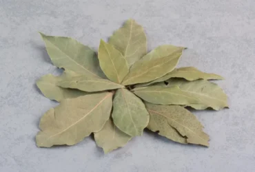 Folha de louro para mudas