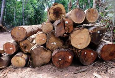 Exploração de madeira é suspensa em Mato Grosso até abril