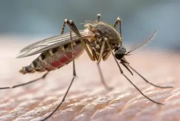 MT confirma 1ª morte por chikungunya no Brasil em 2026