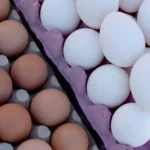 Exportações de ovos do Brasil atingem maior volume para janeiro em 13 anos