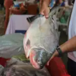 Peixes na Quaresma 2026: Tilápia, Sardinha e Salmão lideram a preferência