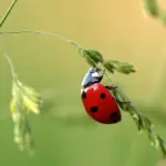 Os dias da sorte de março de 2026 de Áries, Touro, Gêmeos, Câncer, Leão, Virgem, Libra, Escorpião, Sagitário, Capricórnio, Aquário e Peixes