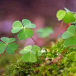 Horóscopo da Sorte: Números que seu signo não pode ignorar nesta quarta (25)