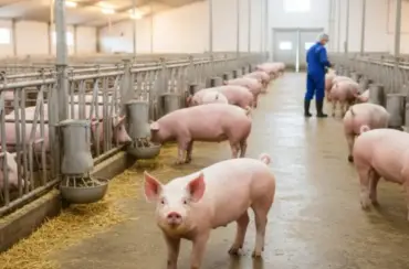 Modelo do agronegócio mato-grossense atraí produtores da suinocultura dos EUA