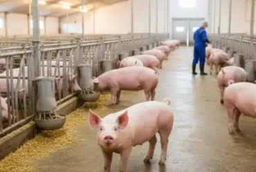 Modelo do agronegócio mato-grossense atraí produtores da suinocultura dos EUA