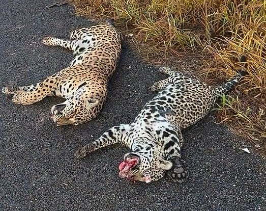 Onça morre atropelada na BR-163; é o segundo caso em poucos dias na região
