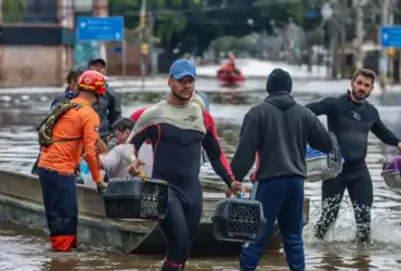Lei de acolhimento cria política nacional para proteger animais em desastres