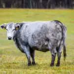 Ressurreição da Vaca Azul: De 18 exemplares ao status de Patrimônio da Letônia