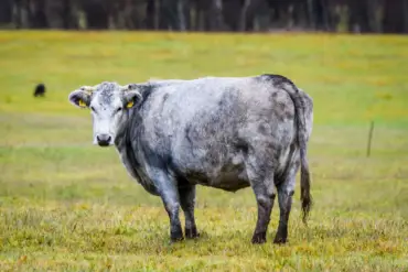 Ressurreição da Vaca Azul: De 18 exemplares ao status de Patrimônio da Letônia