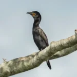Atlas revela rotas migratórias de aves vulneráveis nas Américas