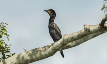Atlas revela rotas migratórias de aves vulneráveis nas Américas