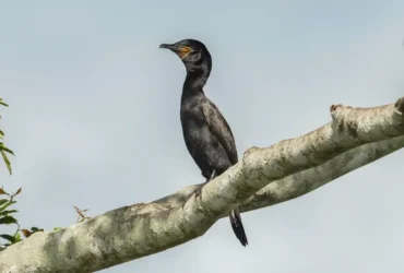 Atlas revela rotas migratórias de aves vulneráveis nas Américas
