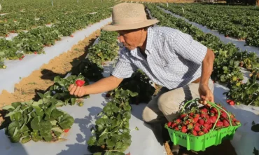Garantiasafra começa a pagar benefício para agricultores afetados por perdas