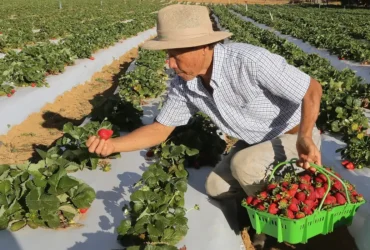 Garantiasafra começa a pagar benefício para agricultores afetados por perdas
