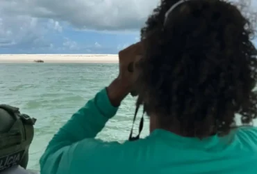 Elefante-marinho reaparece no litoral de Alagoas após dias desaparecido