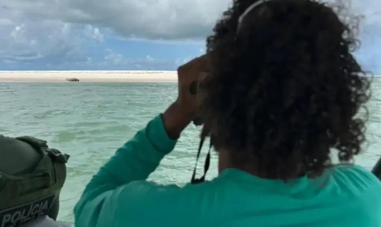 Elefante-marinho reaparece no litoral de Alagoas após dias desaparecido