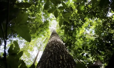 PlanoClima estabelece meta de reduzir emissões de carbono no Brasil até 2035