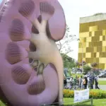 Rim: doenças renais silenciosas exigem atenção no Dia Mundial do Rim