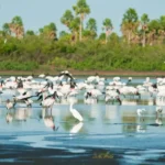 Brasil amplia áreas protegidas no Cerrado e no Pantanal com novas reservas