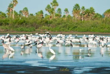 Brasil amplia áreas protegidas no Cerrado e no Pantanal com novas reservas