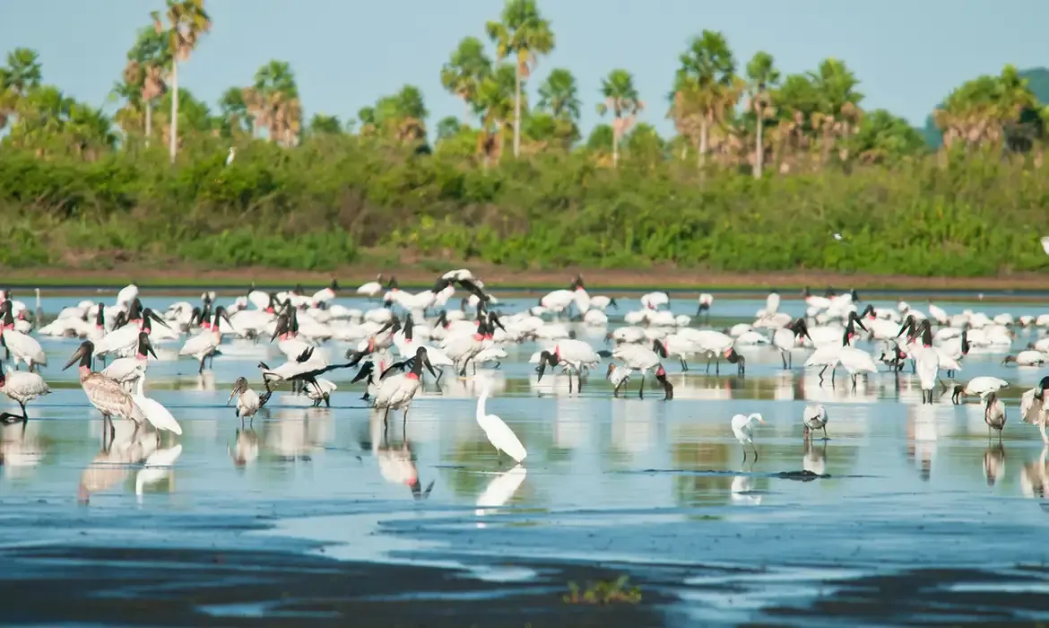 Brasil amplia áreas protegidas no Cerrado e no Pantanal com novas reservas