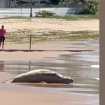 Elefante-marinho Leôncio é encontrado morto após dias desaparecido em Alagoas
