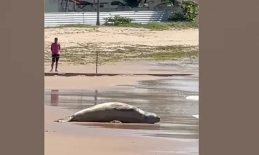 Elefante-marinho Leôncio é encontrado morto após dias desaparecido em Alagoas
