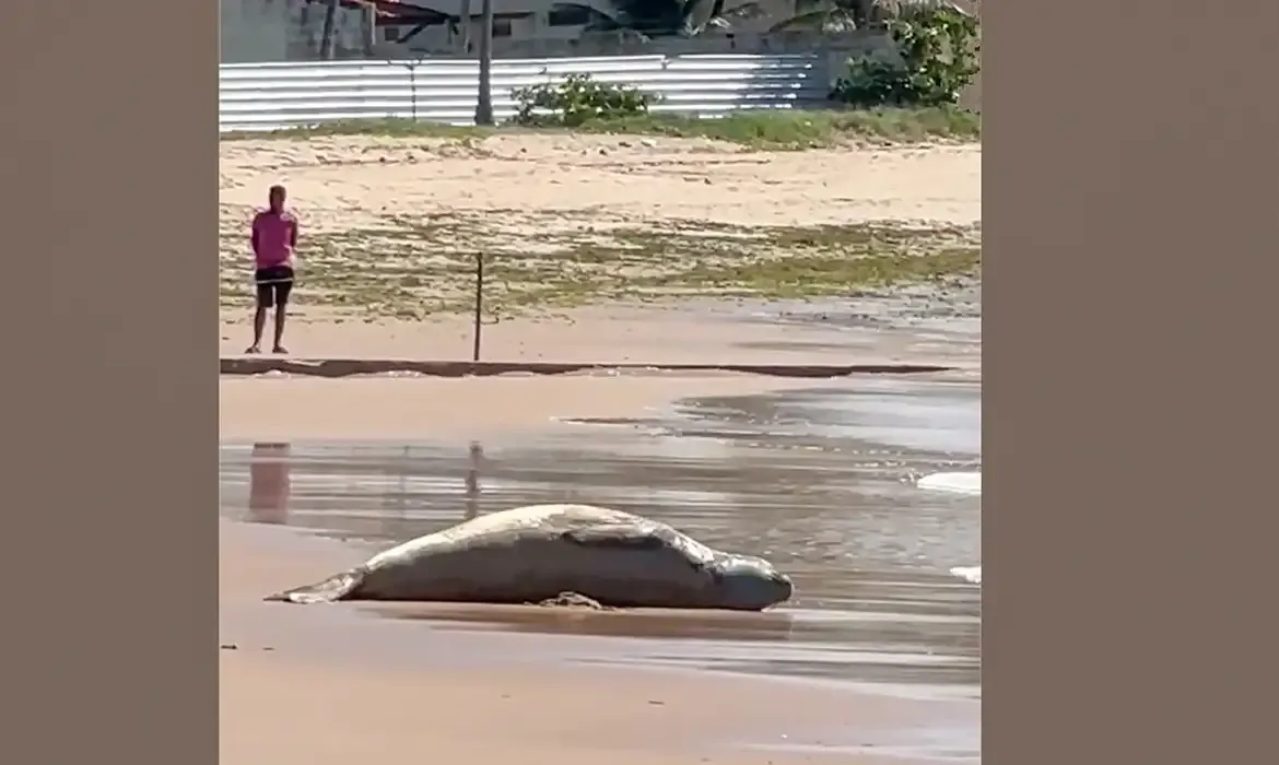 Elefante-marinho Leôncio é encontrado morto após dias desaparecido em Alagoas