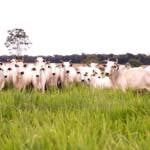 ATeG Inseminação leva tecnologia ao campo e transforma a pecuária