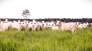 ATeG Inseminação leva tecnologia ao campo e transforma a pecuária
