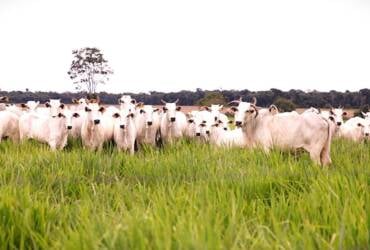 ATeG Inseminação leva tecnologia ao campo e transforma a pecuária